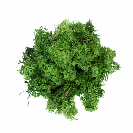 Rendiermos Donkergroen 50 gram - afbeelding 1