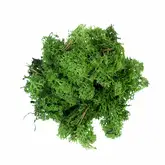 RENDIERMOS DONKERGROEN 50G geverfd en gepreserveerd. - afbeelding 1