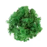 RENDIERMOS GROEN 500Ggeverfd en gepreserveerd. - afbeelding 1