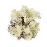 Rendiermos Naturel 50 gram - afbeelding 1