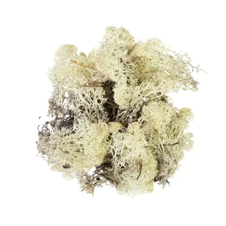 RENDIERMOS NATUREL 50G geverfd en gepreserveerd. - afbeelding 1