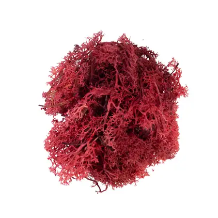 Rendiermos Rood 50 gram - afbeelding 1