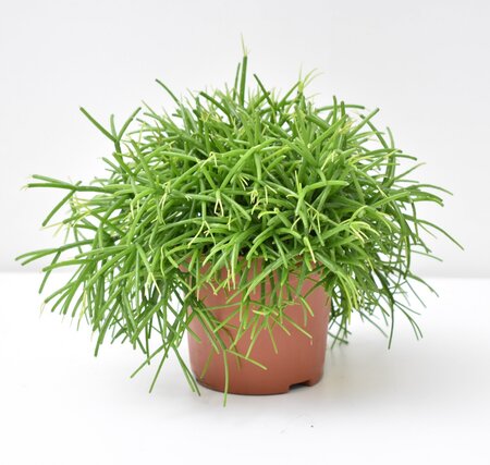 Rhipsalis baccifera 'Oasis'