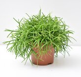 Rhipsalis baccifera 'Oasis'