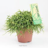 Rhipsalis baccifera 'Oasis'