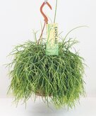 Rhipsalis baccifera 'Oasis'