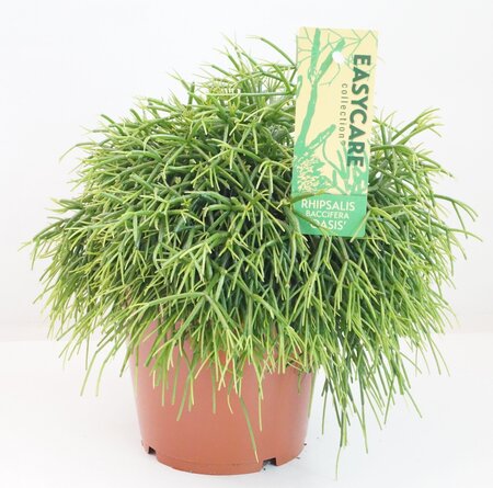 Rhipsalis baccifera 'Oasis'