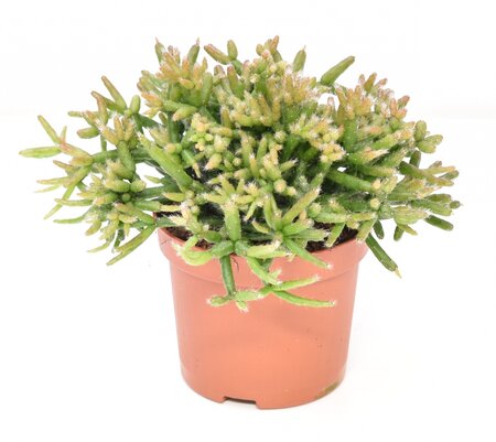 Rhipsalis Burchellii