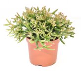 Rhipsalis Burchellii