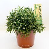 Rhipsalis Burchellii