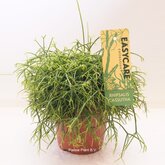 Rhipsalis Cassutha