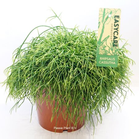 Rhipsalis Cassutha