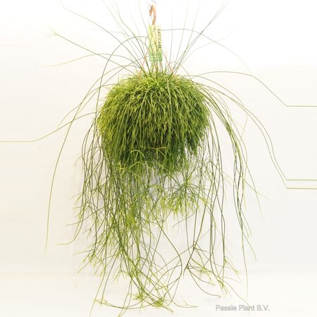 Rhipsalis Cassutha