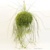 Rhipsalis Cassutha