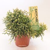 Rhipsalis Clavata