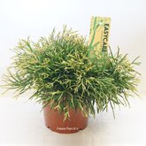 Rhipsalis Clavata