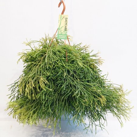 Rhipsalis Clavata