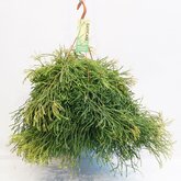Rhipsalis Clavata