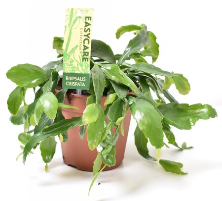 Rhipsalis Crispata