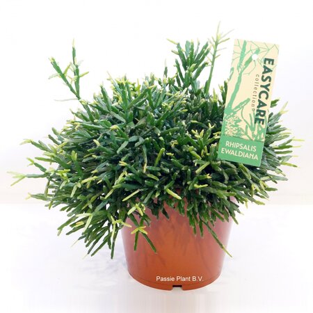Rhipsalis Ewaldiana