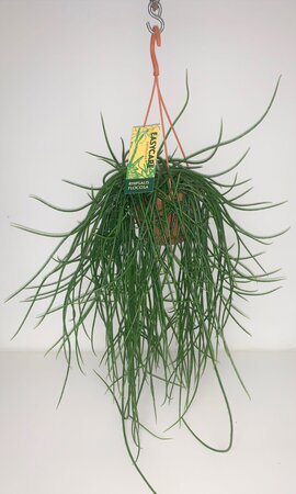 Rhipsalis Floccosa