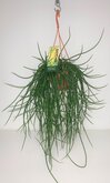 Rhipsalis Floccosa
