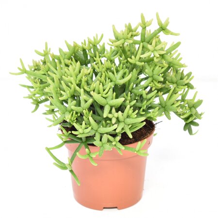 Rhipsalis Heteroclada