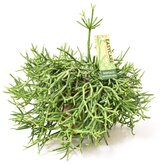 Rhipsalis Heteroclada