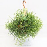 Rhipsalis Heteroclada