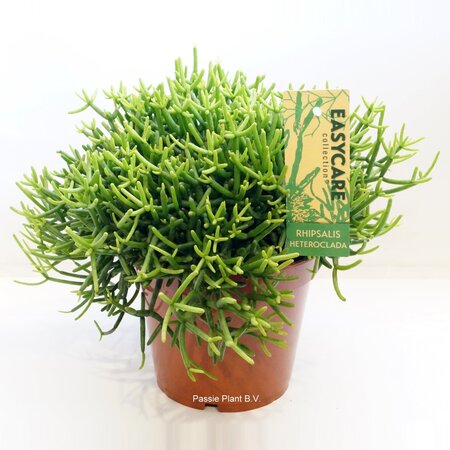 Rhipsalis Heteroclada