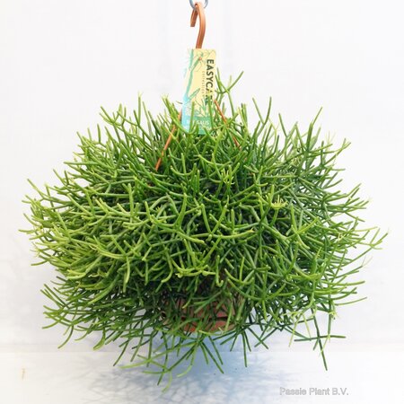 Rhipsalis Heteroclada