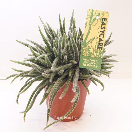 Rhipsalis Horrida