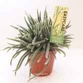 Rhipsalis Horrida