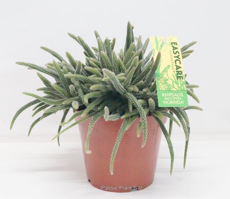 Rhipsalis Horrida