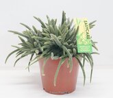 Rhipsalis Horrida