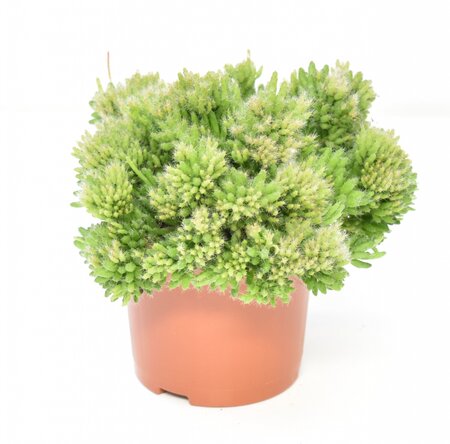 Rhipsalis Mesembryanthemoides