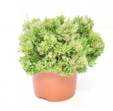 Rhipsalis Mesembryanthemoides