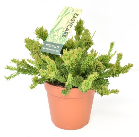 Rhipsalis Mesembryanthemoides