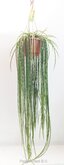 Rhipsalis paradoxa Minor