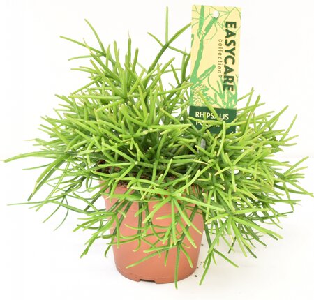 Rhipsalis Pulchra