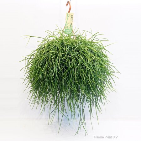 Rhipsalis Pulchra
