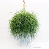 Rhipsalis Pulchra