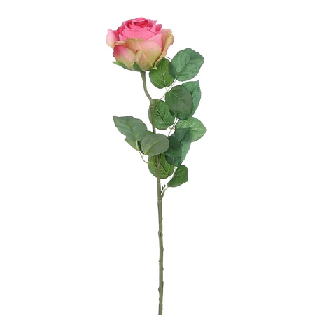 Roos d.roze - l69cm