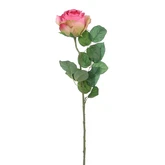Roos d.roze - l69cm