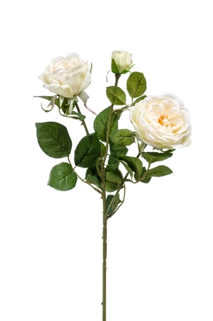 Rose spray cream 58cm