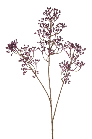 Rosehip mini spray x3 purple 95cm