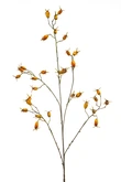 Rosehip spray orange 90cm