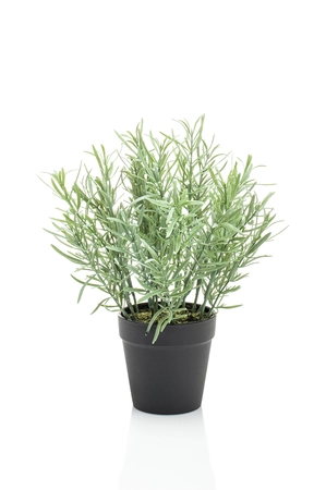 Rosemary in black pot 25cm - afbeelding 1