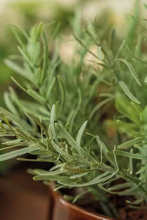 Rosemary in black pot 25cm - afbeelding 2