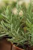 Rosemary in black pot 25cm - afbeelding 2